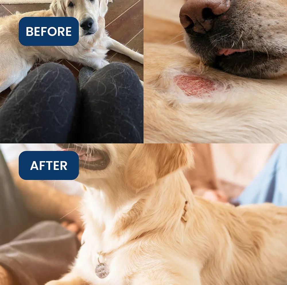 Absolut Pet Skin & Coat with Collagen and Biotin Dog Supplement