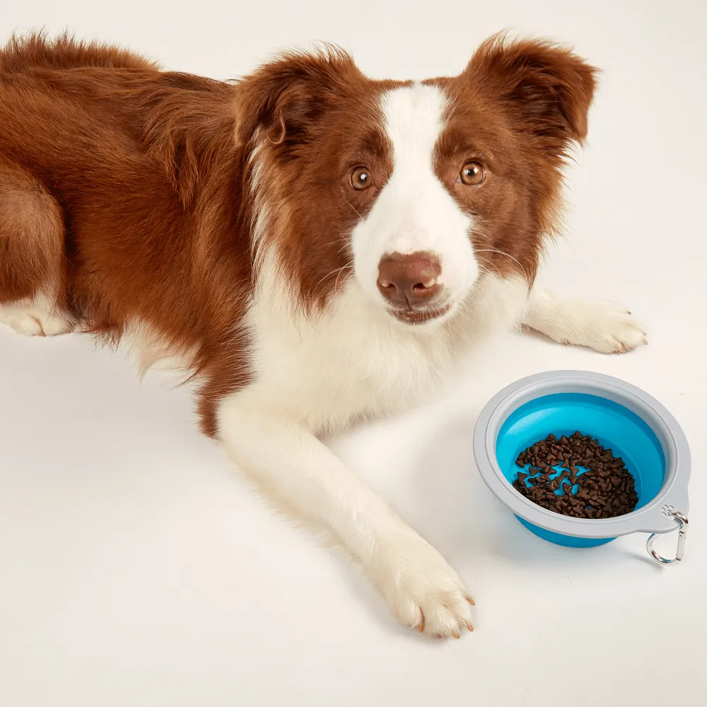 Barkbutler x Fofos Collapsible Bowl for Dogs (Green)