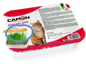 Cat Grass - Barley Pets Qatar