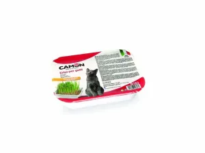 Cat Grass  - Wheat Pets Qatar