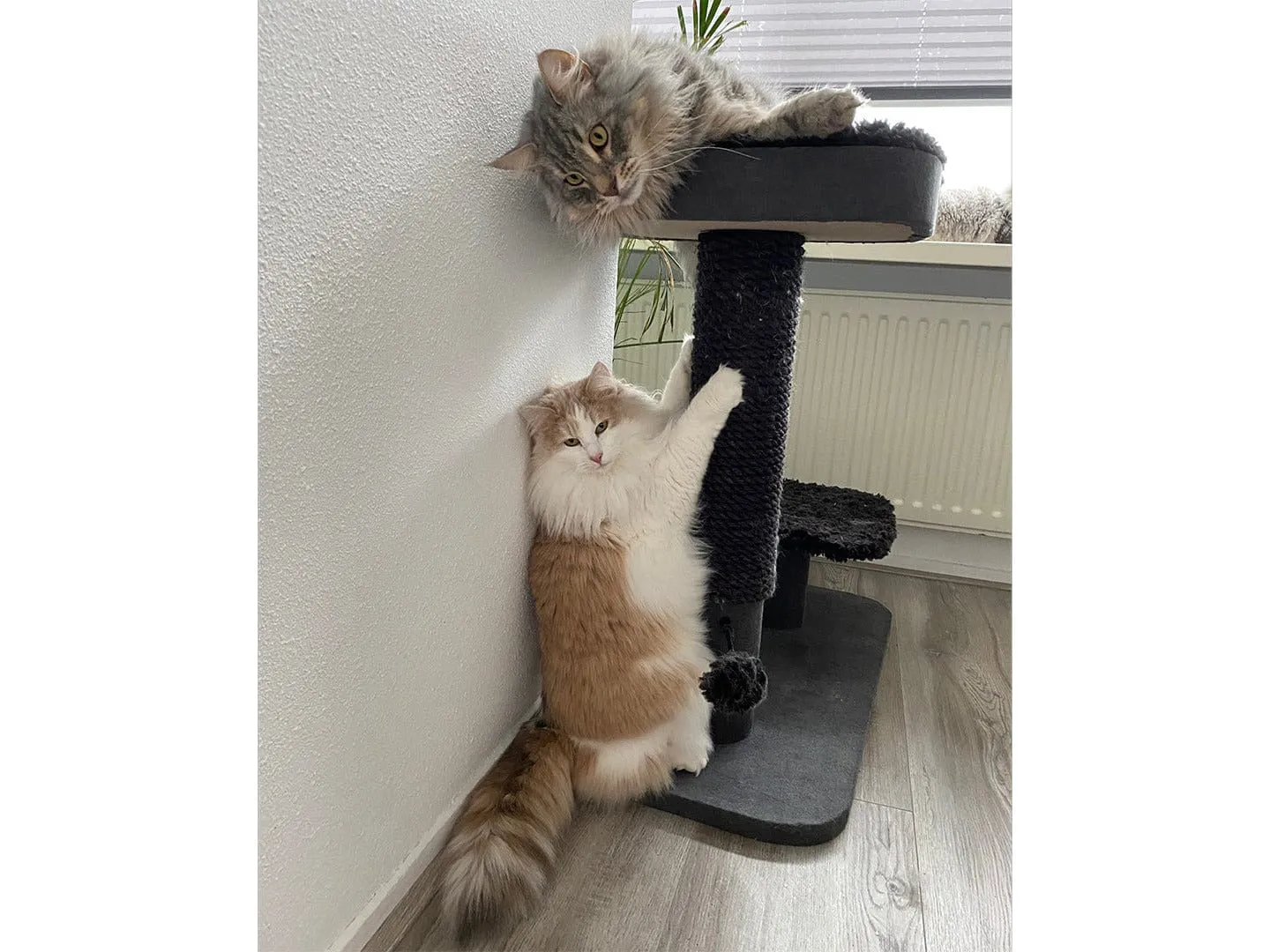 Cat Scratching Tree Sendai 78X40X75Cm Pets Qatar