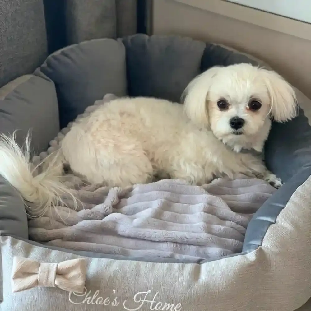 Chloe's Home Bahamas Bed for Dogs and Cats (Grey)
