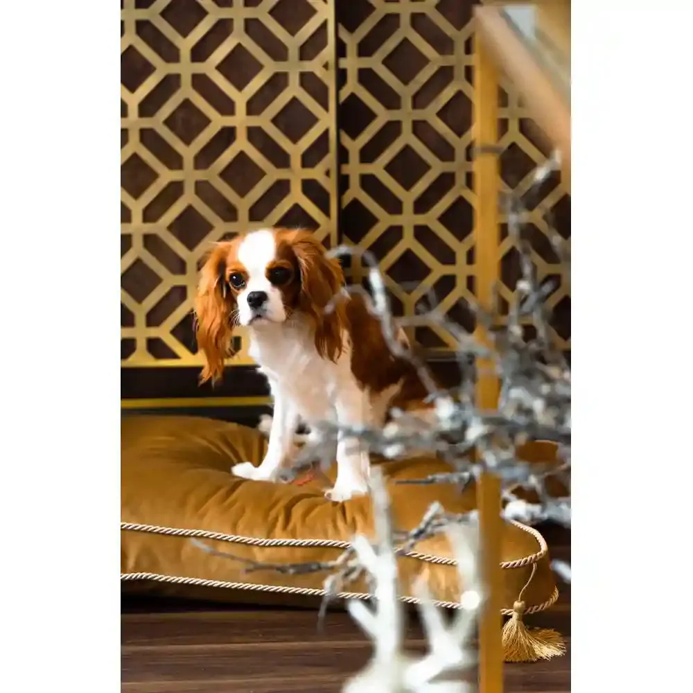 Chloe's Home King & Queen  Bed for Dogs and Cats (Gold)