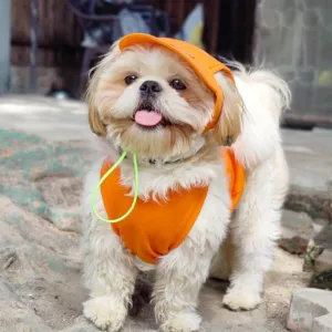 Dogobow Baseball Cap for Dogs and Cats (Orange) (Get a Bow Free)