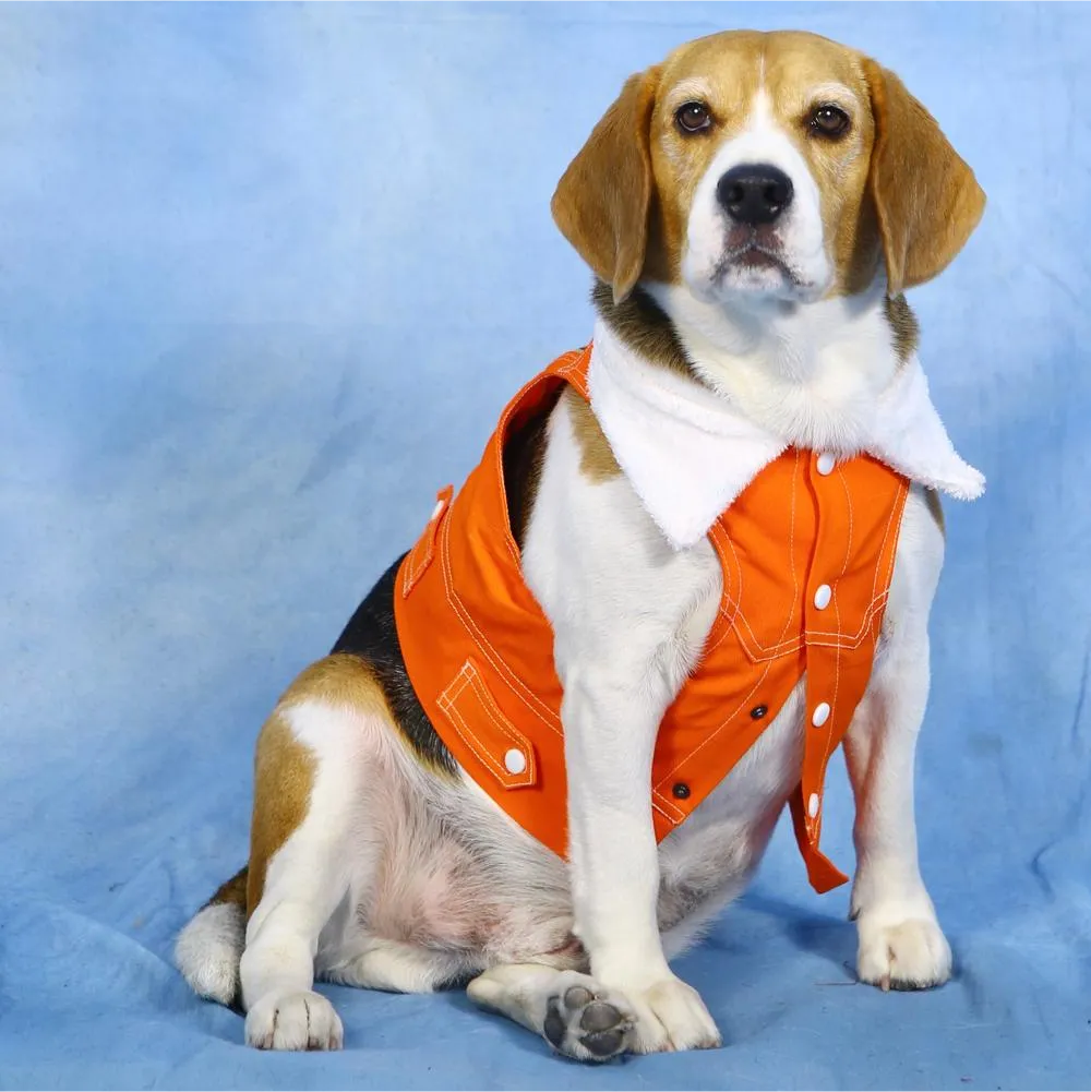Dogobow Denim Jacket for Dogs and Cats (Orange) (Get a Bow Free)