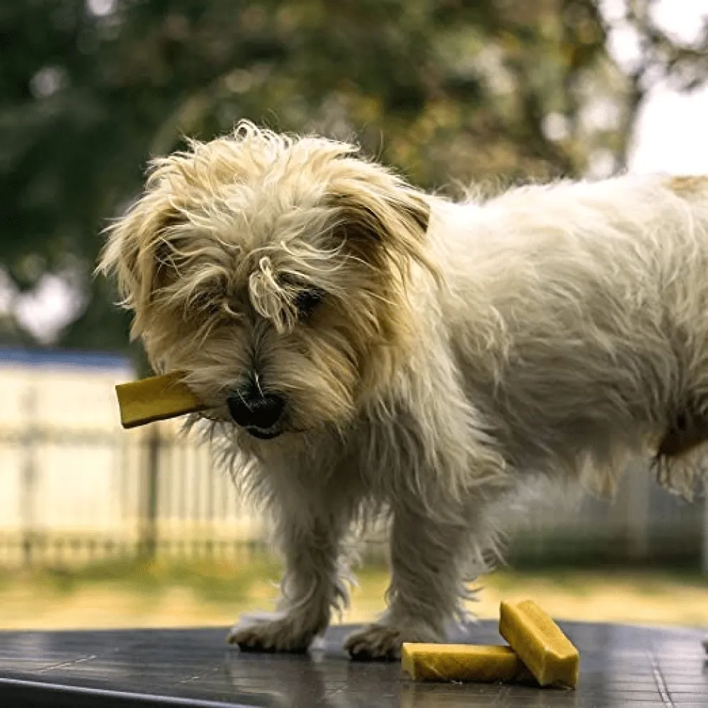 Dogsee Chew 100% Natural Yak Milk Bars Small Breed Dog Treats