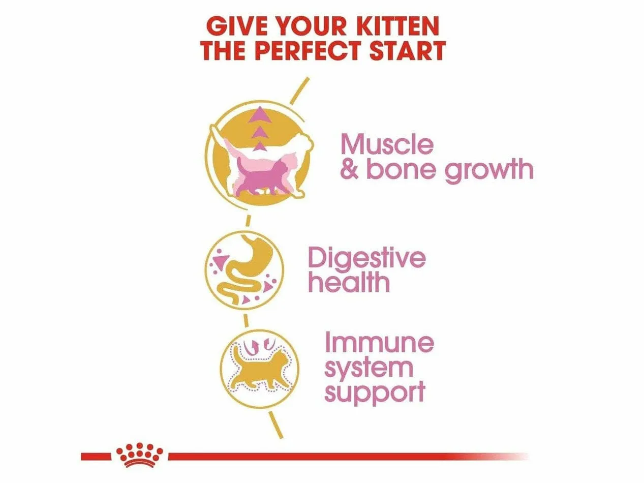 Feline Breed Nutrition British Shorthair Kitten 2 KG Pets Qatar