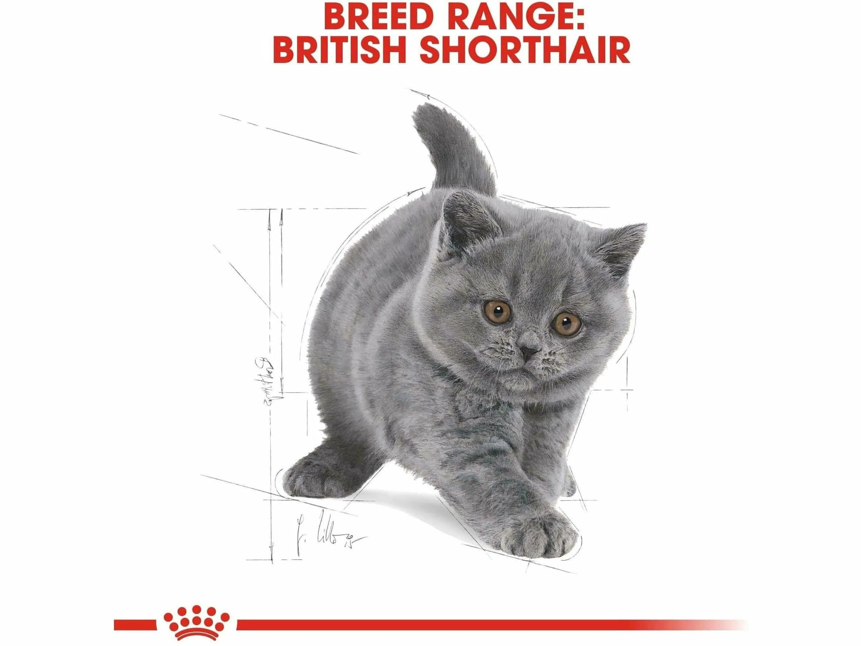 Feline Breed Nutrition British Shorthair Kitten 2 KG Pets Qatar