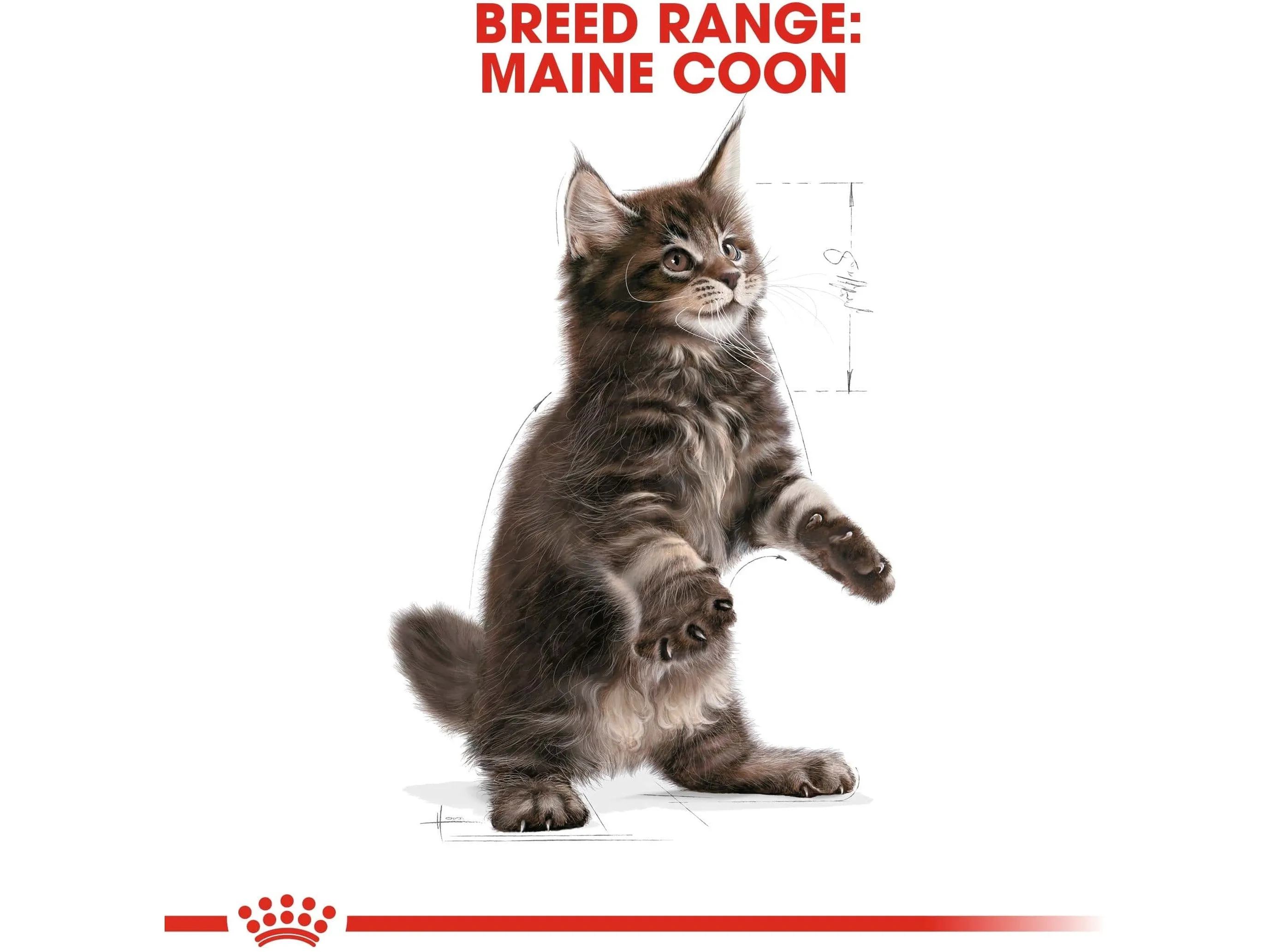 Feline Breed Nutrition Maine Coon Kitten 2 Kg Pets Qatar
