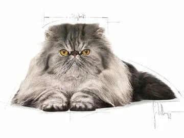 FELINE BREED NUTRITION PERSIAN ADULT 4 KG Pets Qatar