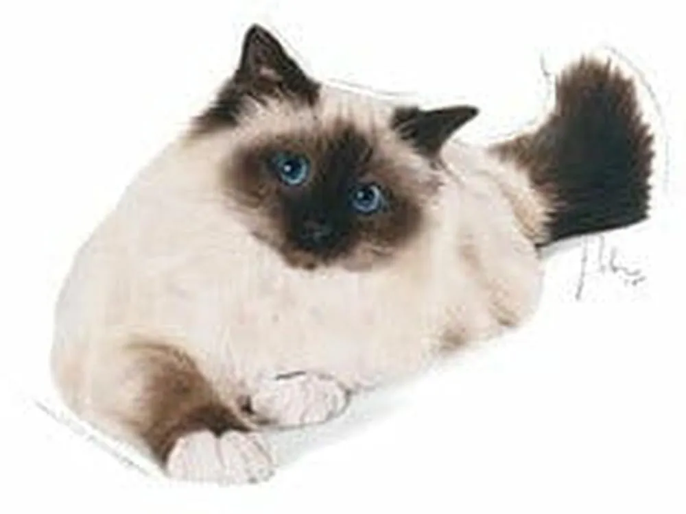 FELINE CARE NUTRITION HAIRBALL CARE 2KG Pets Qatar