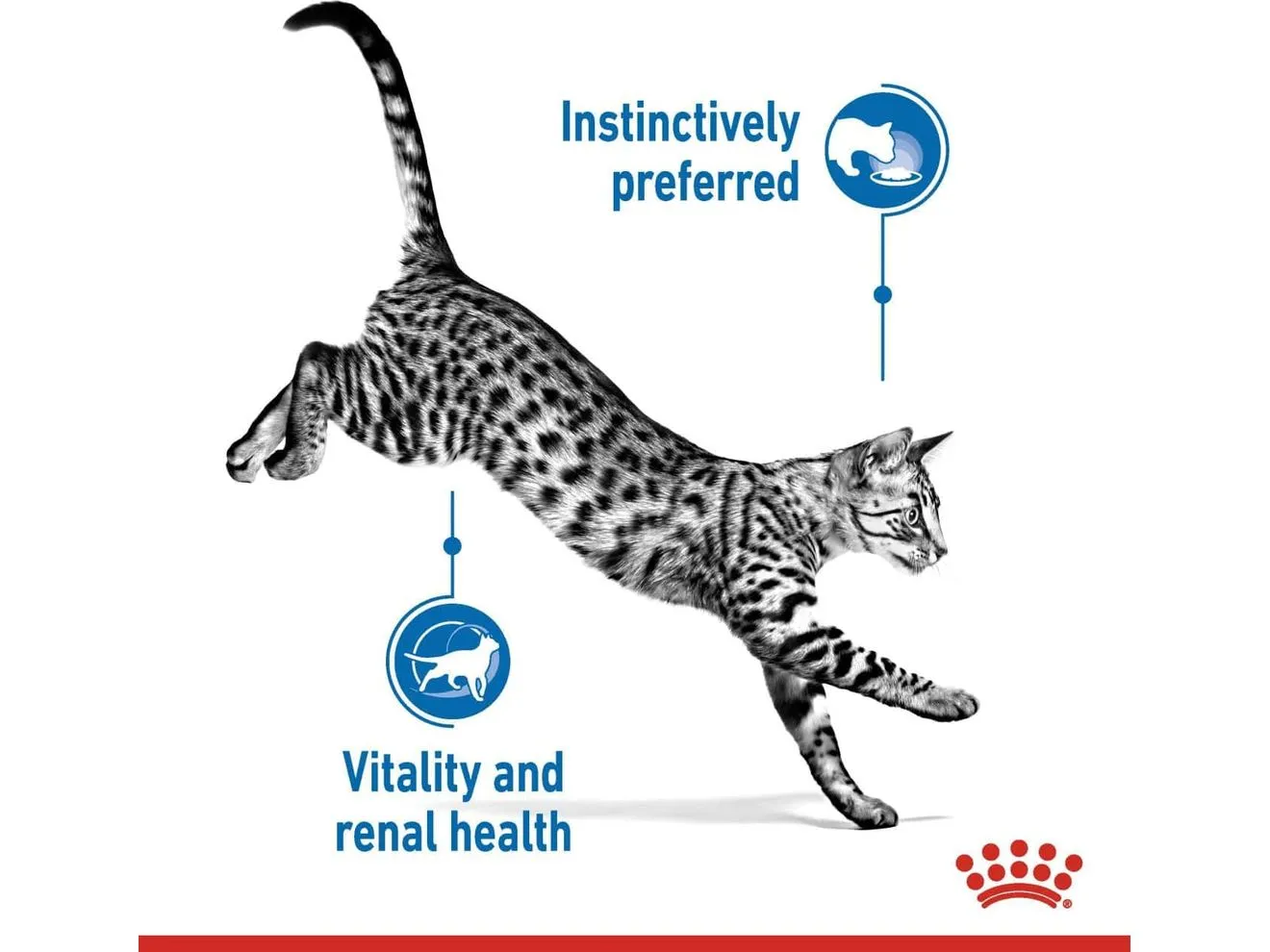 Feline Health Nutrition Indoor 7  12X85G(Wet Food - Pouches) Pets Qatar
