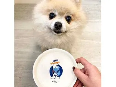Hefty Smurf low feeding bowl 180ml - 14,2x14,2x2,5cm white/blue Pets Qatar