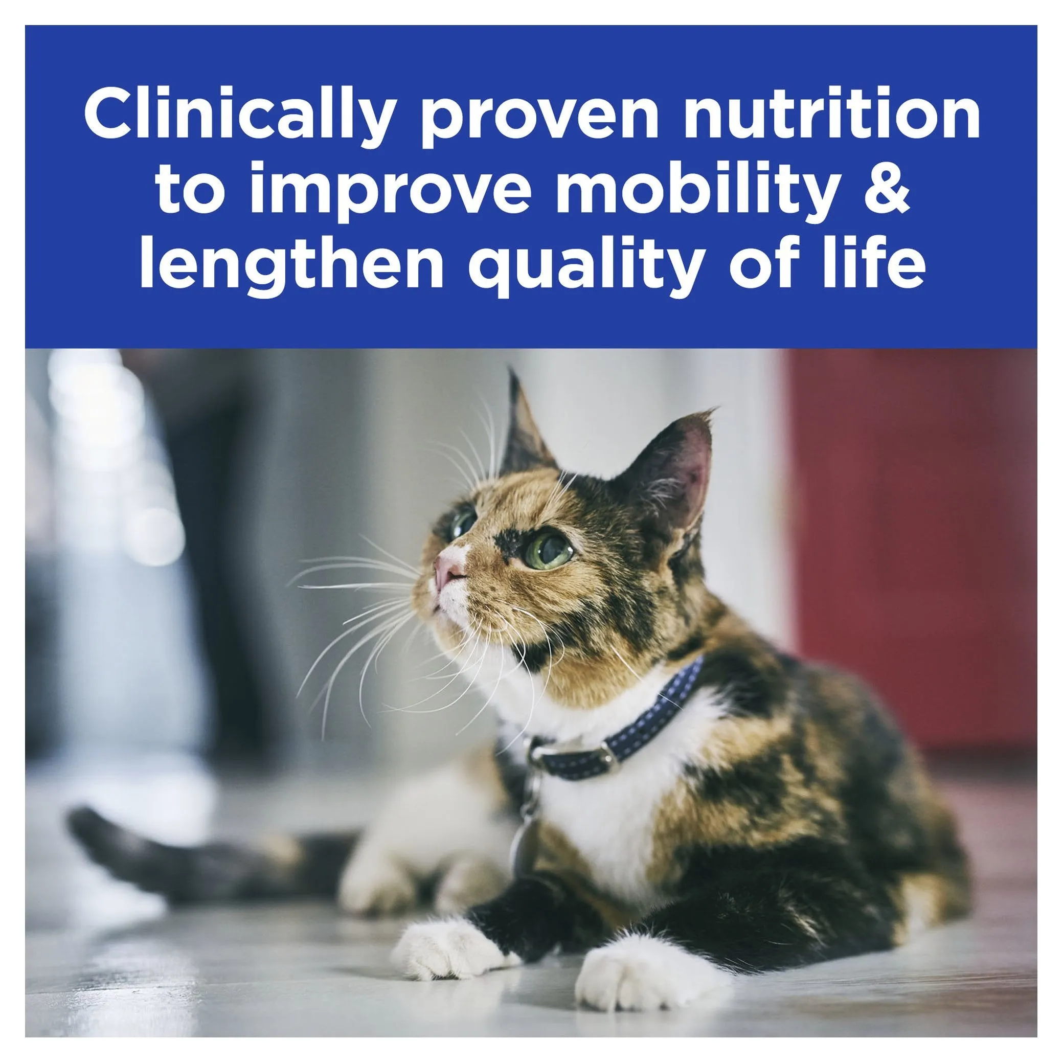 Hills Prescription Diet Cat k/d Kidney Care   Mobility Dry Food 2.88kg