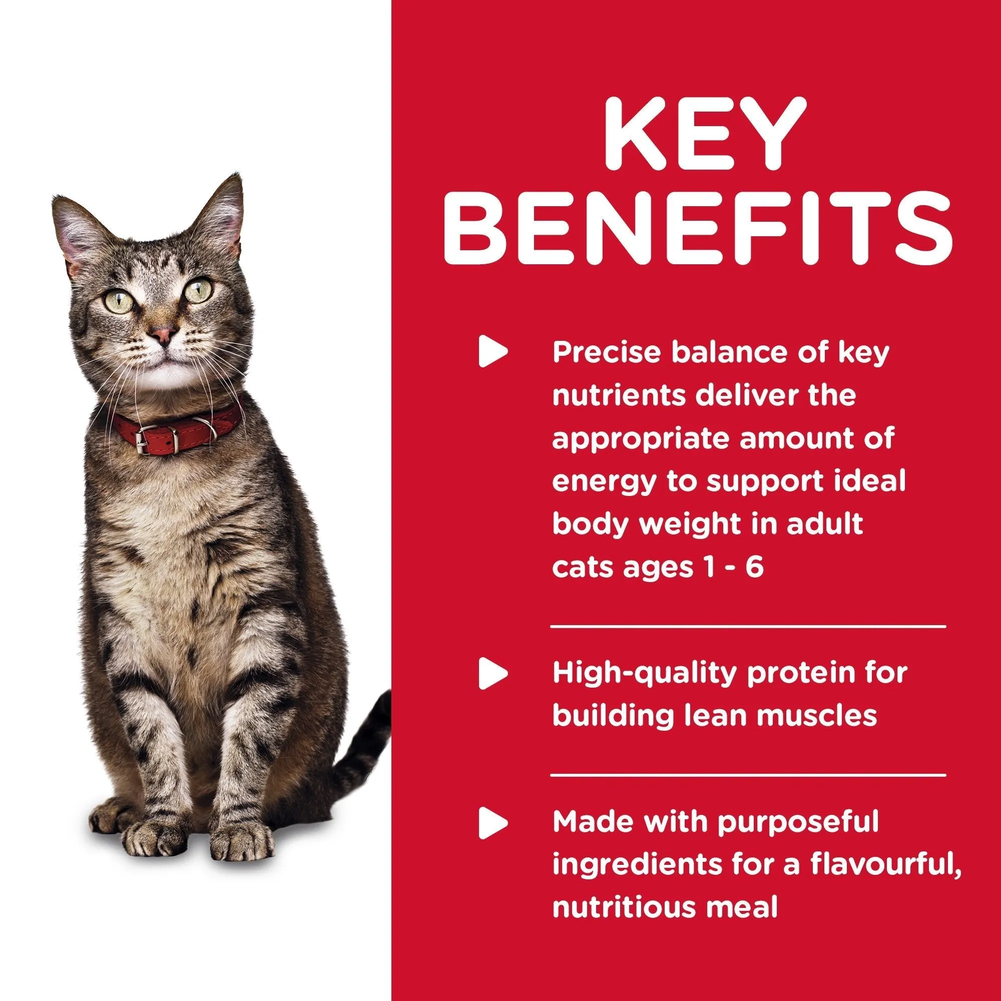 Hills Science Diet Adult Tender Dinners Chicken Canned Cat Food 156g x 24