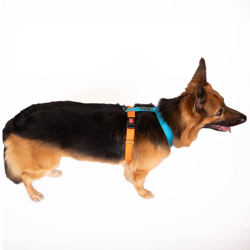 Let's Wag Training and Safety Dual Clip Designed H Harness for Dogs (Orange/Cobalt Blue)