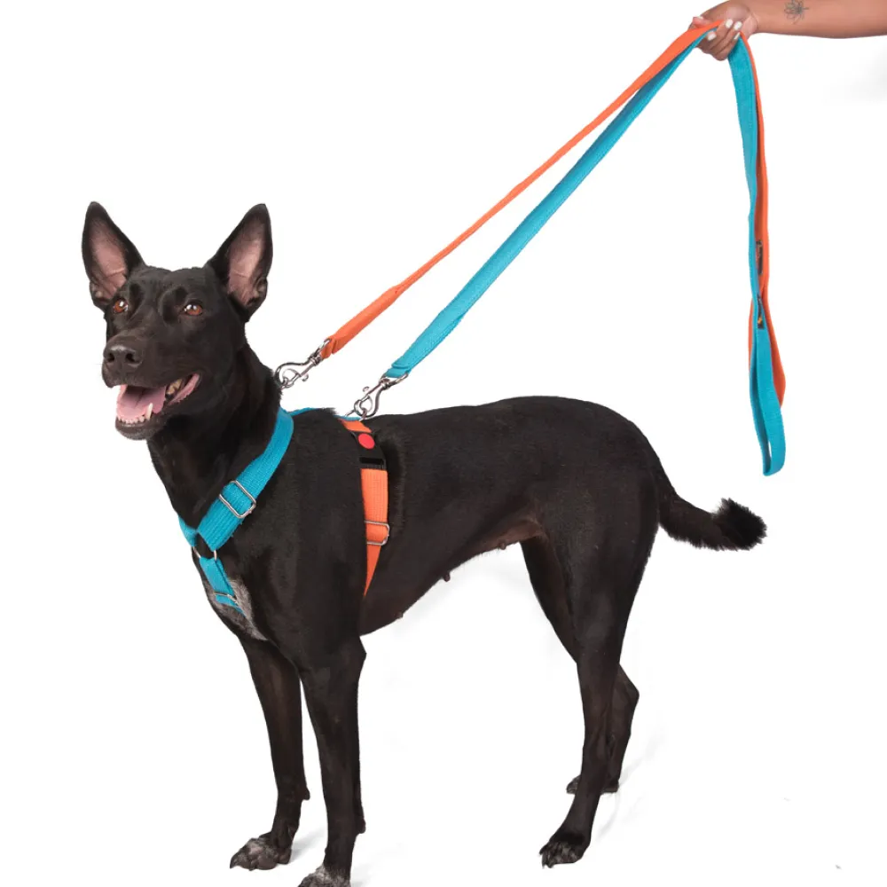 Let's Wag Training and Safety Dual Clip Designed H Harness for Dogs (Orange/Cobalt Blue)