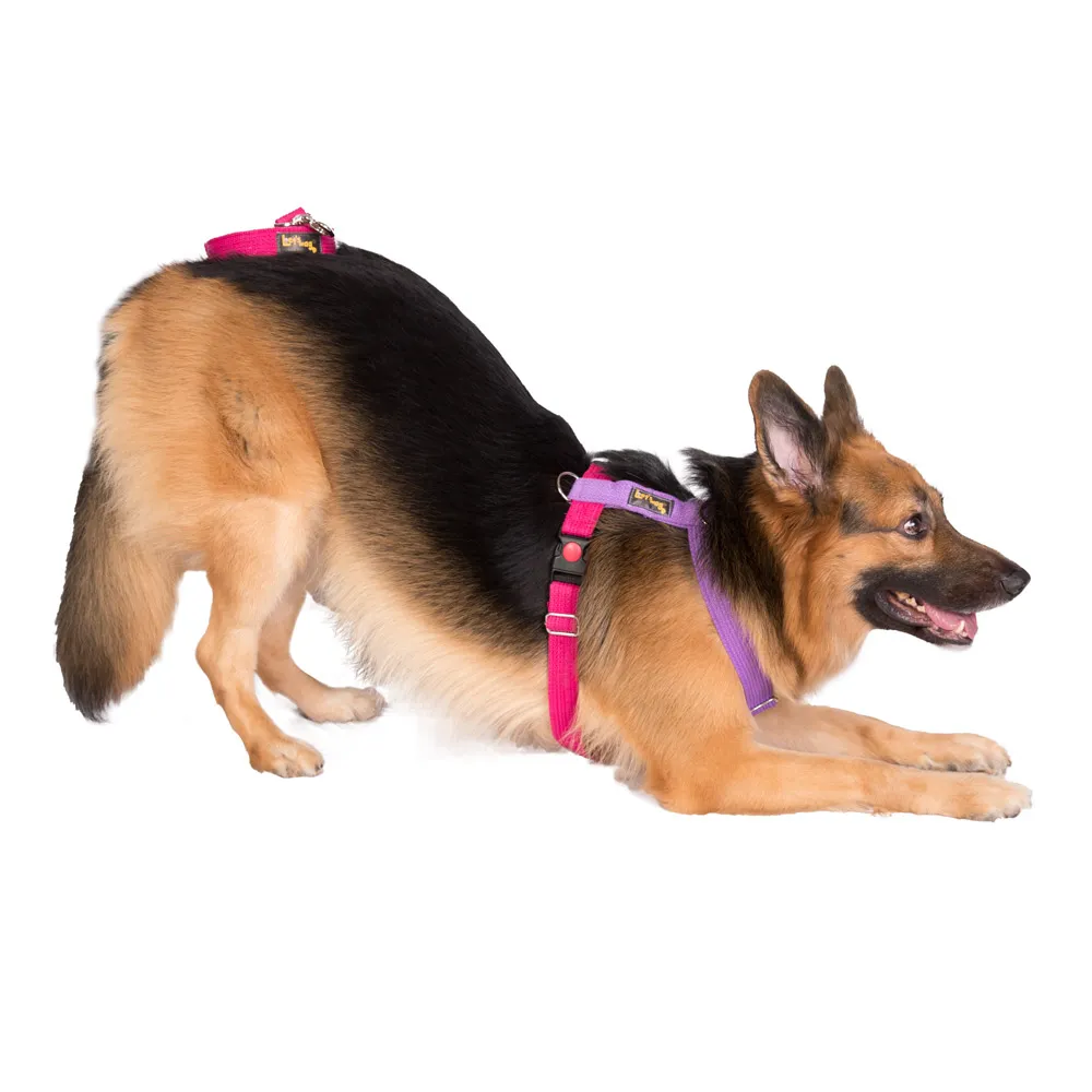 Let's Wag Training and Safety Dual Clip Designed H Harness for Dogs (Pink/Purple)