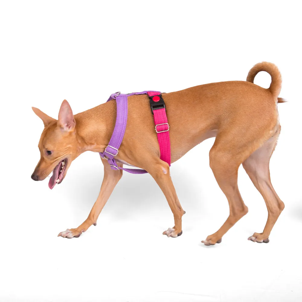 Let's Wag Training and Safety Dual Clip Designed H Harness for Dogs (Pink/Purple)