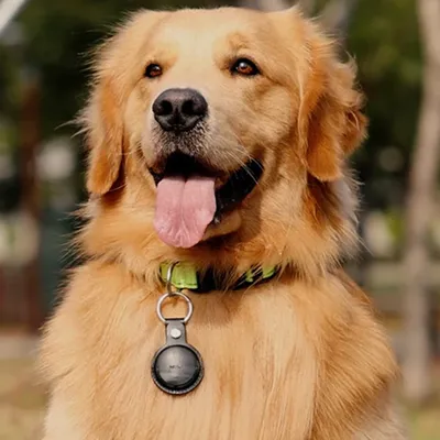 Mitag Go Anti Loss Device with Keychain for Dogs and Cats (Brown) | Android
