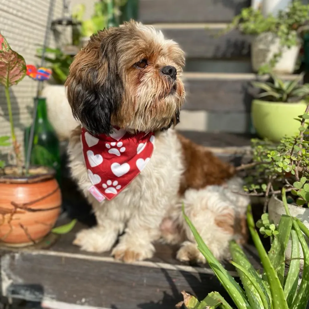 Pawgypets Its My Birthday Bandana for Dogs and Cats