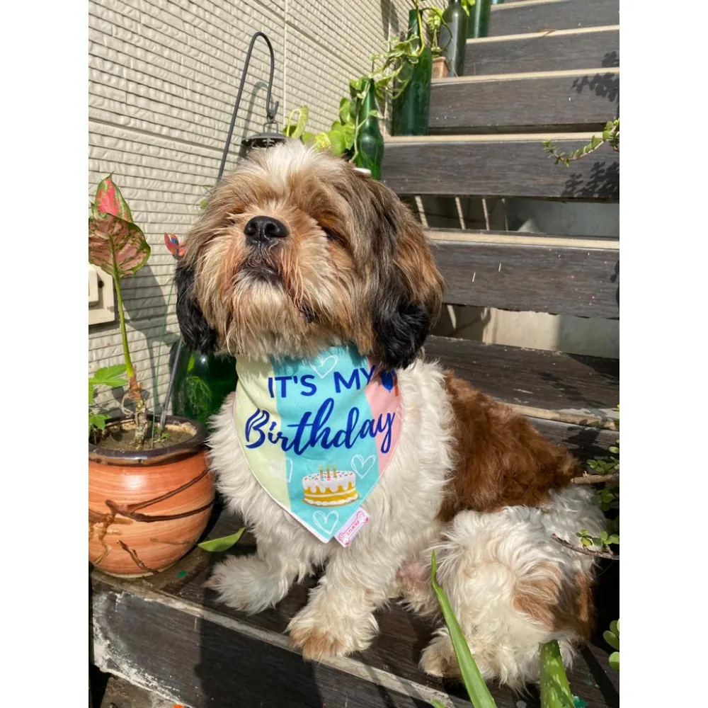 Pawgypets Its My Birthday Bandana for Dogs and Cats
