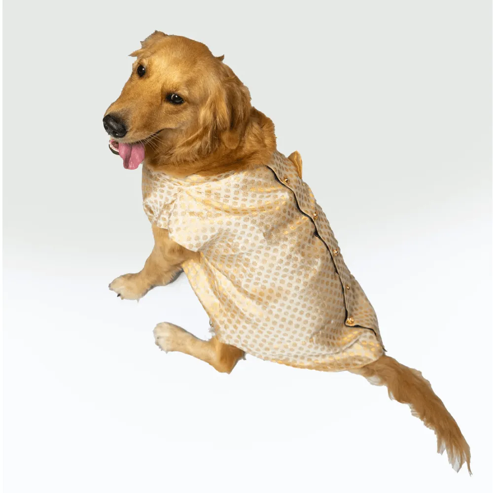 Pawgypets Sherwani for Dogs and Cats (White)