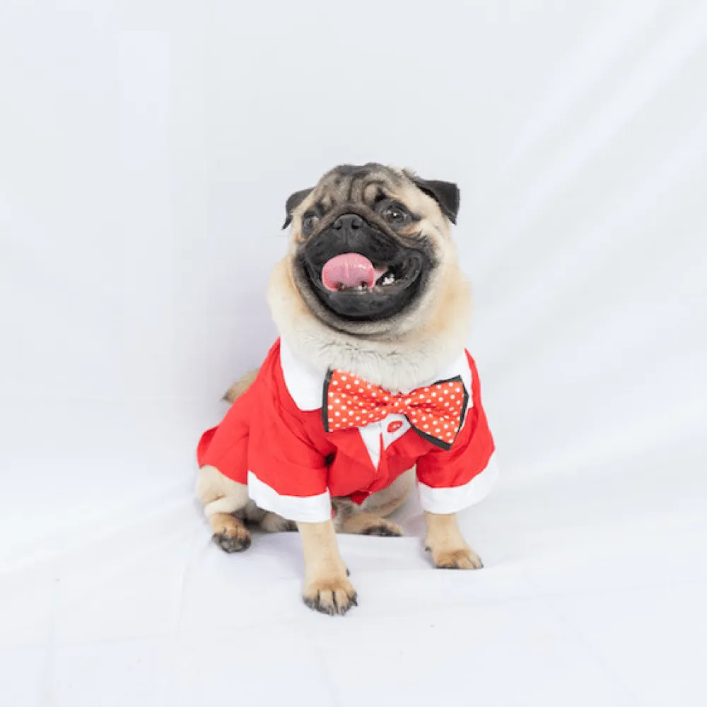 Pawgypets Tuxedo for Dogs and Cats (Red)