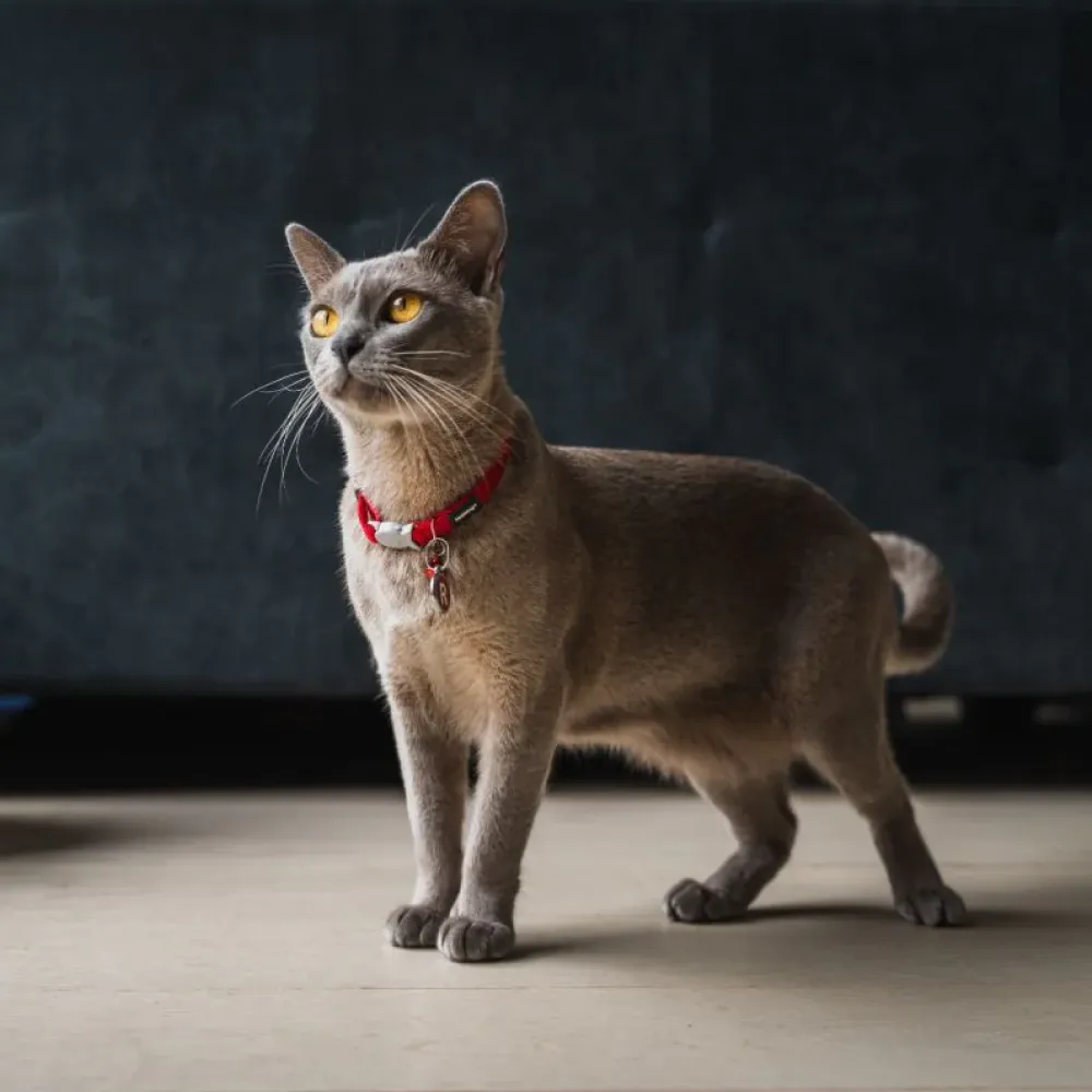 Red Dingo Classic Collar For Cats (Red)