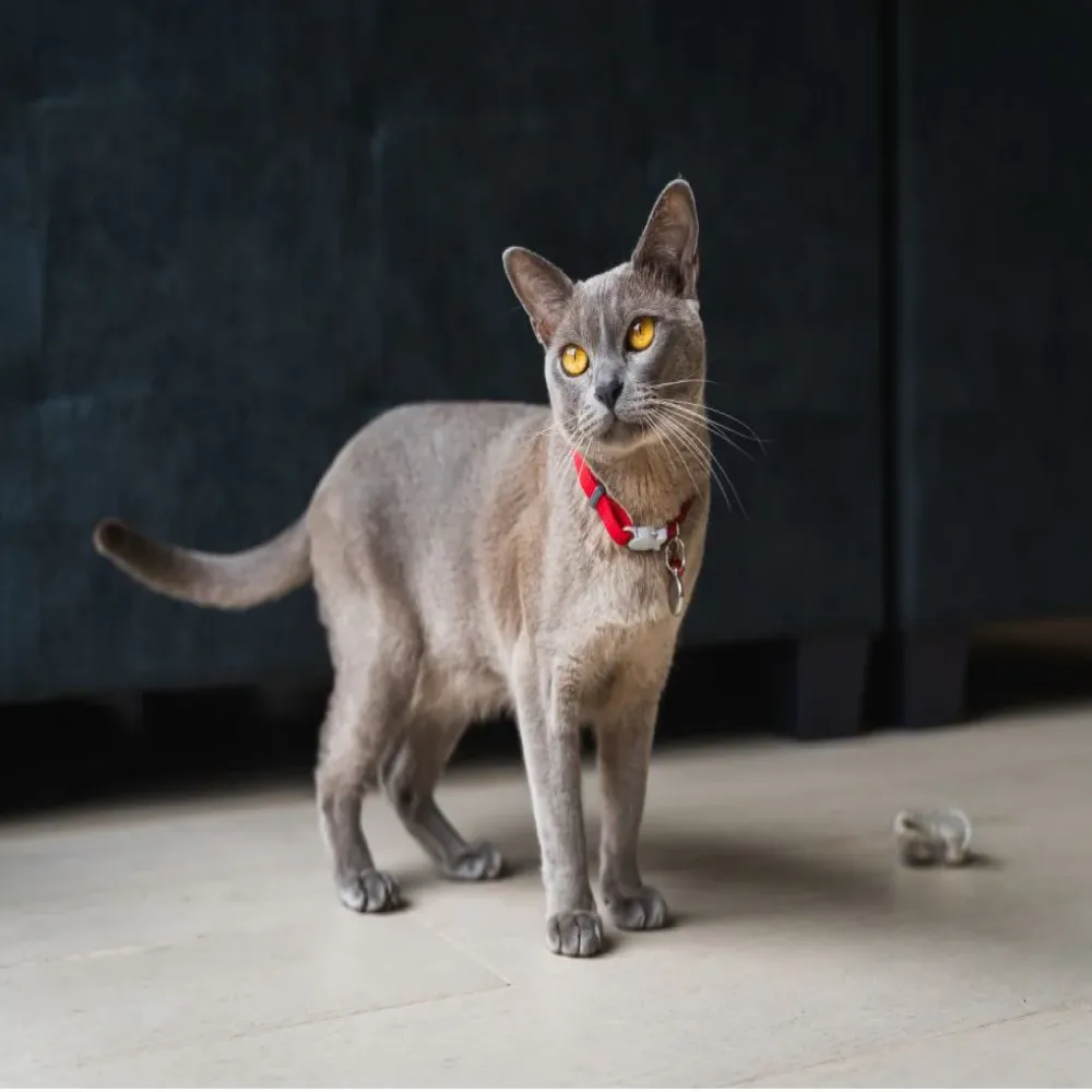 Red Dingo Classic Collar For Cats (Red)