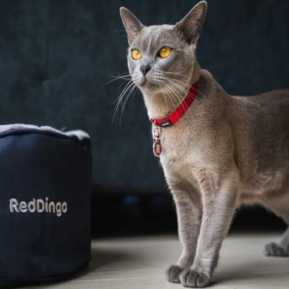 Red Dingo Classic Collar For Cats (Red)