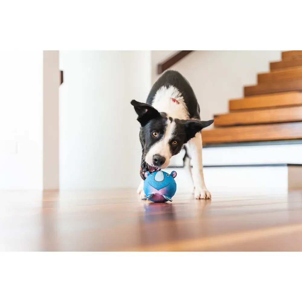 Red Dingo Durables Rhino Ball Toy For Dogs (Blue)