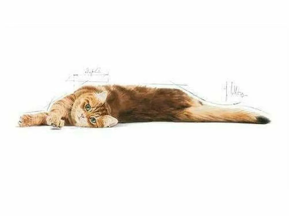 Royal Canin FCN Digestive Care 2kg Pets Qatar