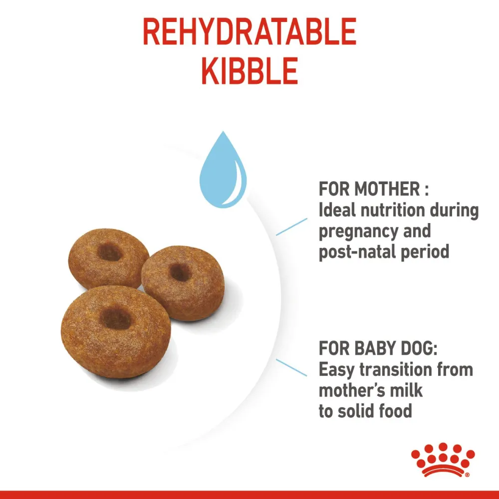 Royal Canin Maxi Starter Dry Dog Food