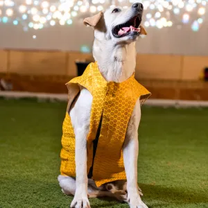 Skatrs Brocade Gold Printed Sherwani for Dogs and Cats (Yellow)