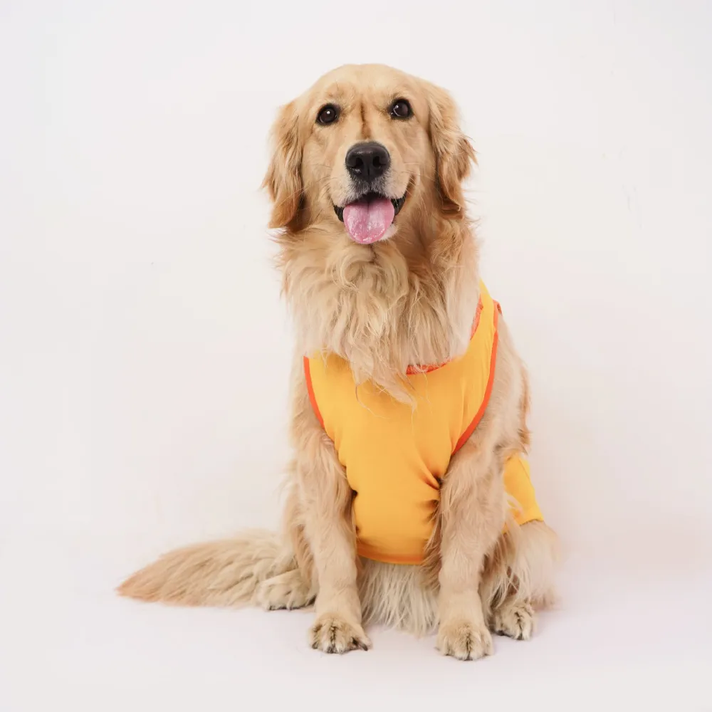Skatrs Chepawk Superkings Cricket Jersey for Dogs and Cats (Yellow)