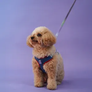 Skatrs Everyday Ready Harness & Leash Set for Small Breed Dogs & Cats (Blue)