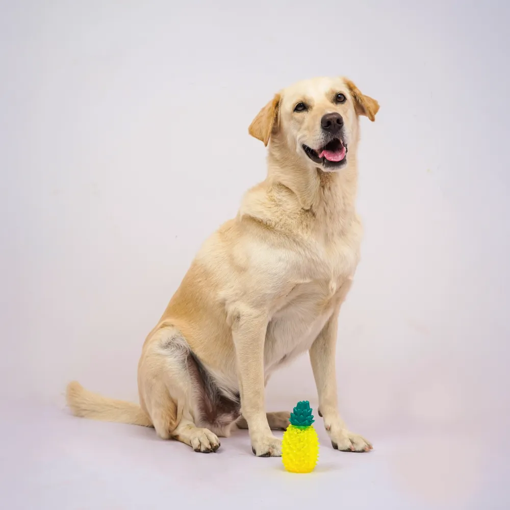 Skatrs  Pineapple Shaped Ice Cooling Toy for Dogs & Cats (Yellow)
