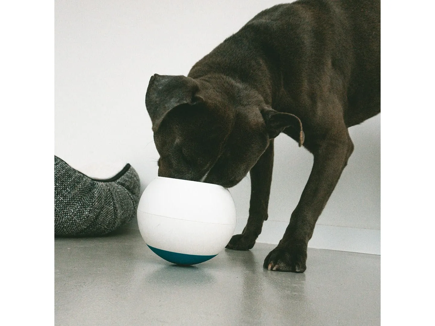 Slow down ball L - 17x16x17cm white/orange Pets Qatar
