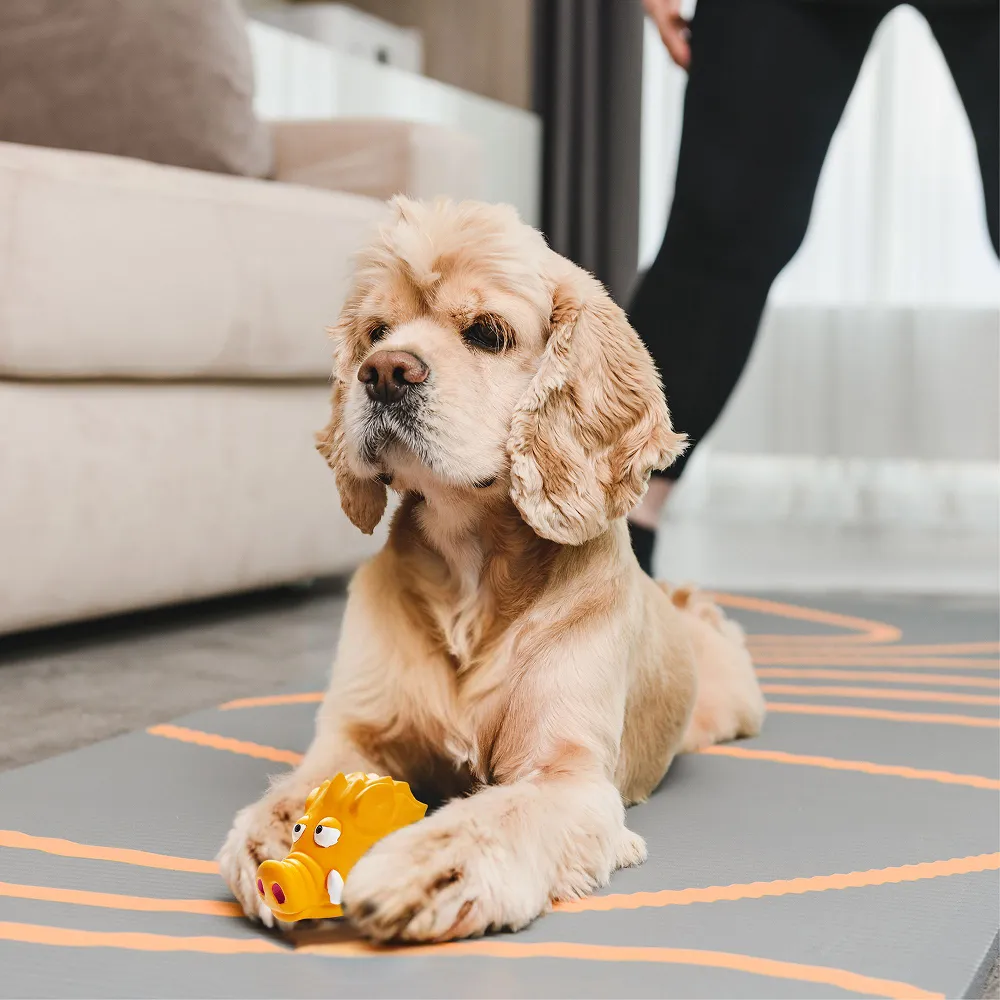 Squeeezys Latex Warthog Squeaky Chew Toy for Dogs (Orange)