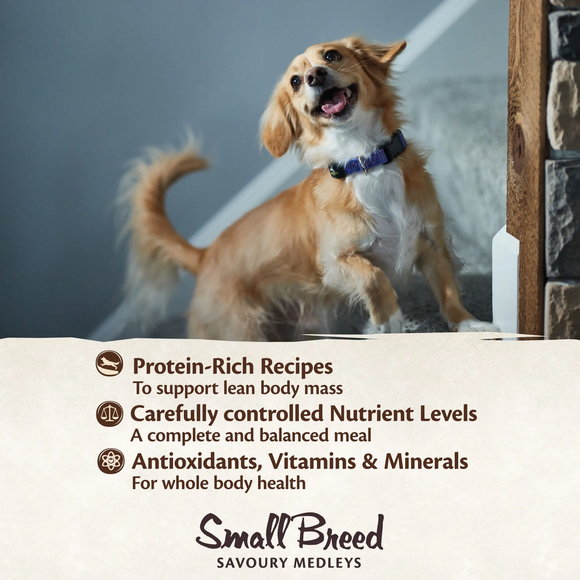 Wellness CORE Savoury Medleys Chicken, Beef, Green Beans and Red Peppers Wet Small Dog Food 85g x 12