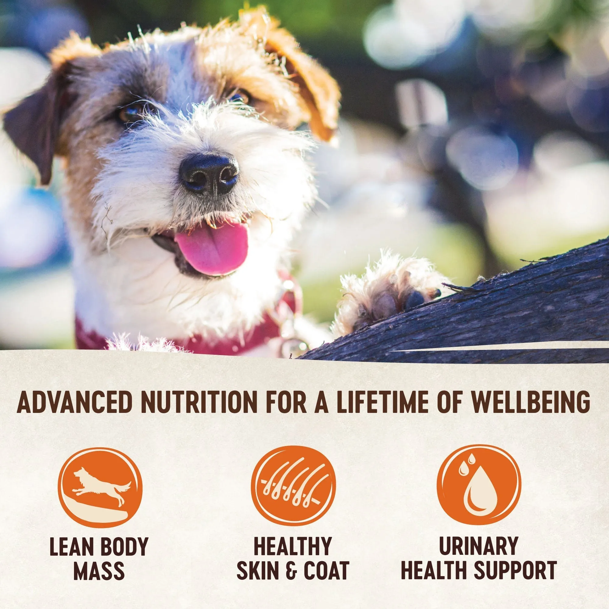 Wellness CORE Simply Shreds Shredded Chicken, Chicken Liver and Broccoli Wet Dog Food 79g x 12