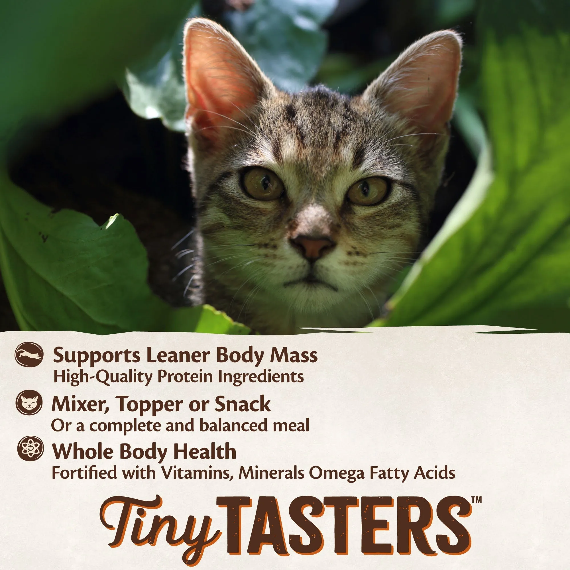 Wellness CORE Tiny Tasters Tuna Pat Wet Cat Food 50g x 12